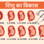 Pregnancy Calculator in Hindi